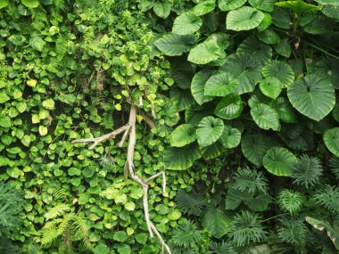 Bir çit ile Kuru bir dal, tam kare görünümü çeşitli yeşil yaprakları.