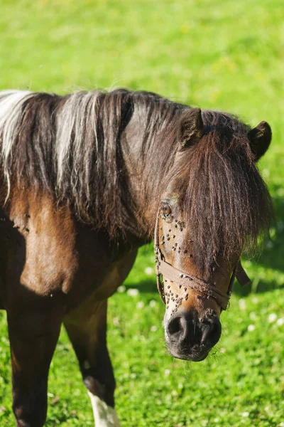 Head View Fly Strewn Brown Horse Green Summery Pasture — Stock Photo, Image