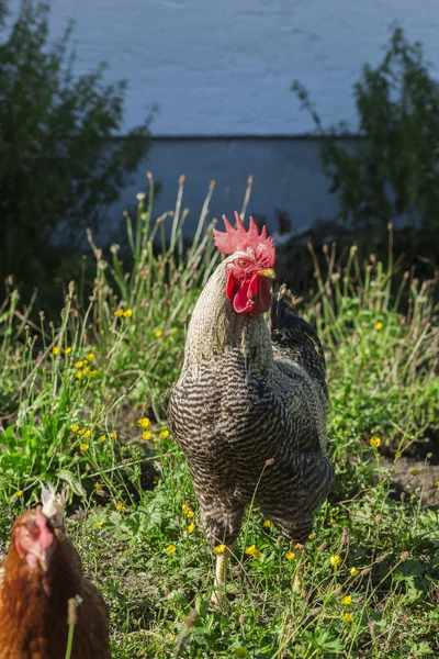 Damızlık Horoz Bavyera Bir Çiftlik Evinin Bahçedeki Almanca Atmaca Doğurmak — Stok fotoğraf