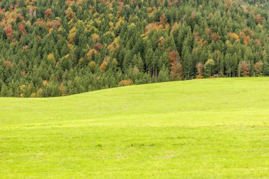 Manzaralı bir dalgalı Bavyera çayır sonbahar iğne yapraklı orman üzerinde;