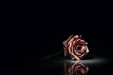 Studio shot of a dried red rose on glass plate in spot light in front of black background. clipart