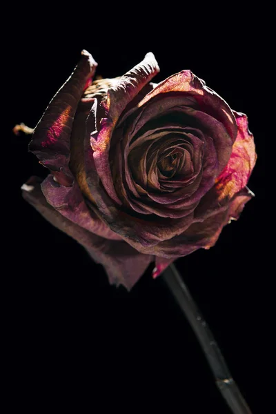 Студийный Снимок Высохшей Красной Розы Точечном Свете Перед Черным Фоном — стоковое фото