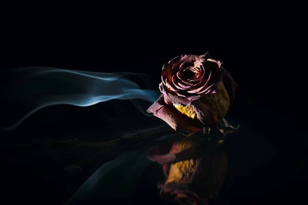 Stüdyo kurutulmuş kırmızı gül cam plaka ile duman bayrak siyah arka plan önünde spot ışık vurdu.