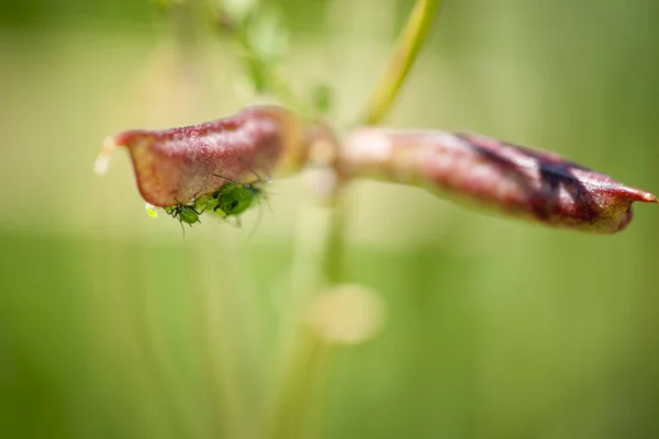 Dos Áfidos Verdes Lat Aphidoidea Sientan Succionantemente Una Vaina Semillas —  Fotos de Stock