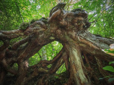 Yeşil yeşillik önünde düşmüş bir çam kök sisteminin geniş açılı alttan görünüm.