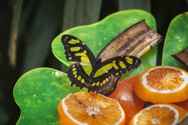 Full-body back view of a malachite butterfly (lat. Siproeta stelenes) with wings unfolded (upper side) on a banana lying on orange slices, sucking against a natural background. clipart