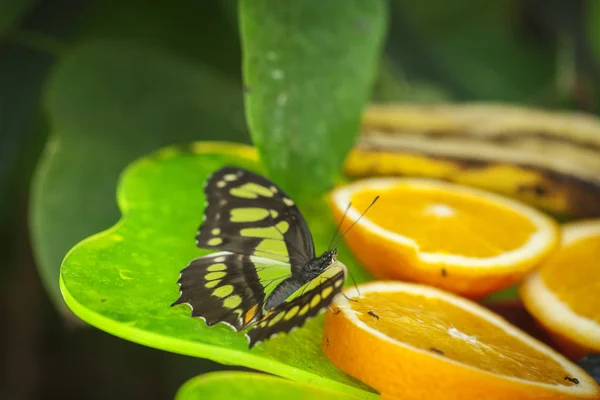 Ganzkörper Rückenansicht Eines Malachit Schmetterlings Lat Siproeta Stelenes Mit Entfalteten — Stockfoto