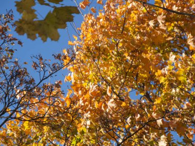 Herbstlaub an einem Lindenbaum vor blauen Himmel.