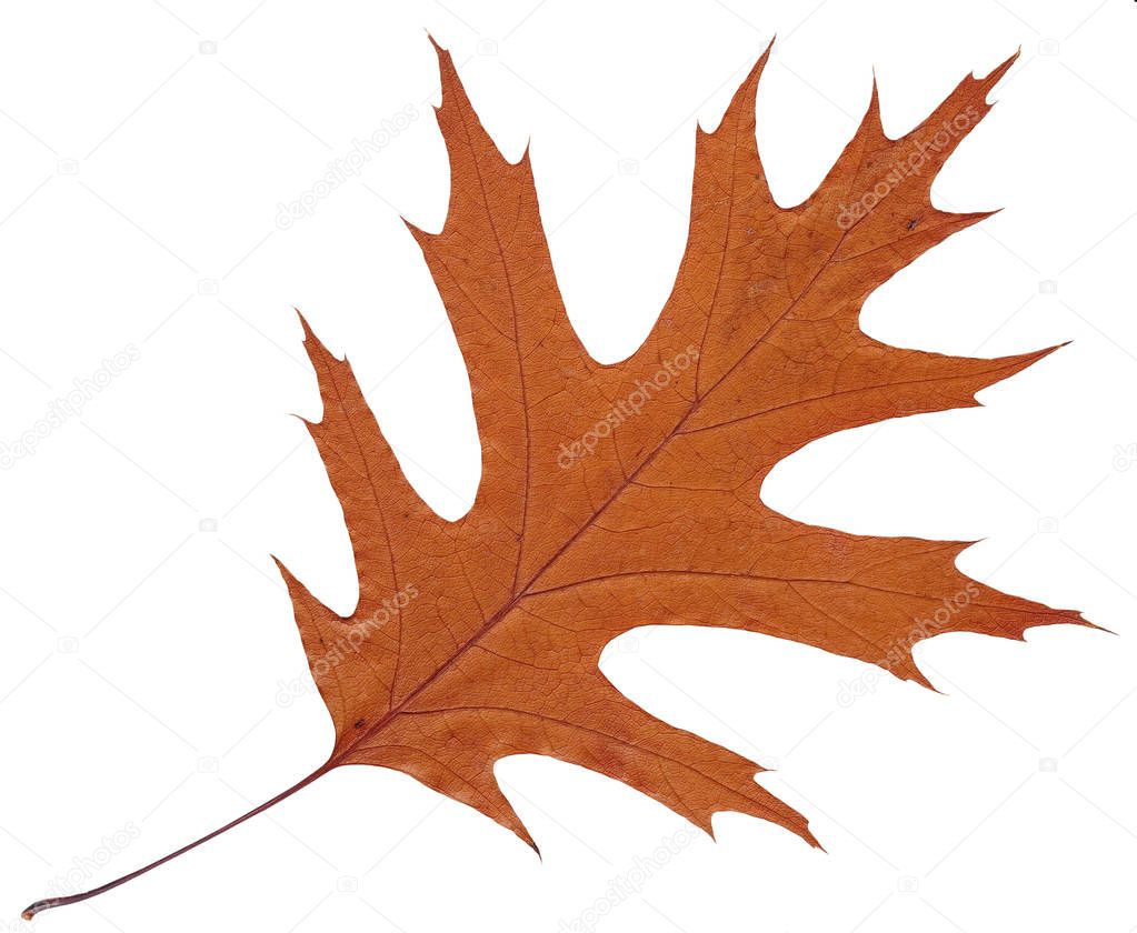 Wilted autumn leaf American oak