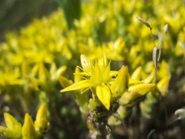 Sedum acre _ Scharfer Mauerpfeffer detayı