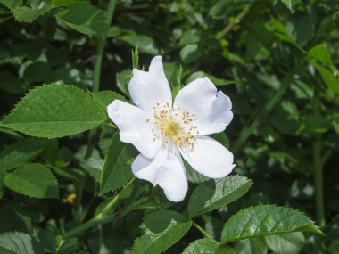 White rosa spinosissima_Bibernell-rose clipart