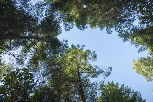 Vista recta hacia arriba en las copas de los árboles — Foto de Stock