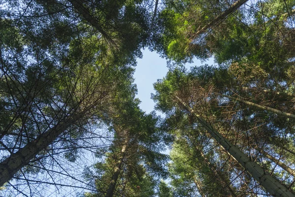 Pohled rovně nahoru v vrcholky stromů s otvorem — Stock fotografie