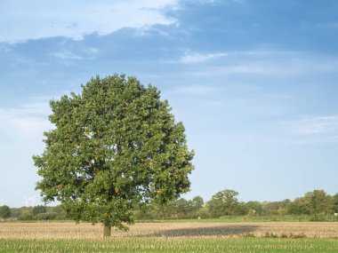 Quercus robur alman meşe sol
