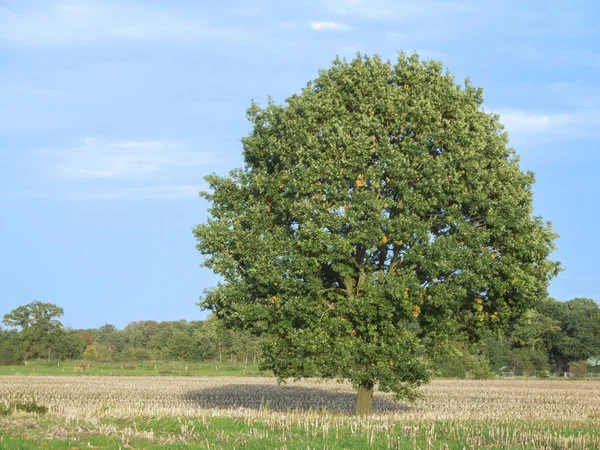 Quercus robur Duitse eik groot — Stockfoto