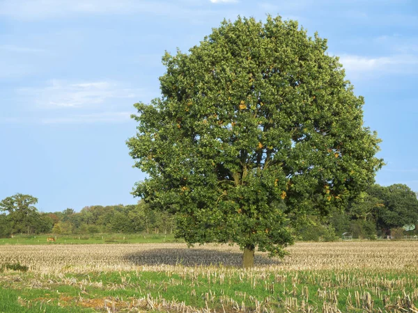 Quercus robur roble alemán medio — Foto de Stock