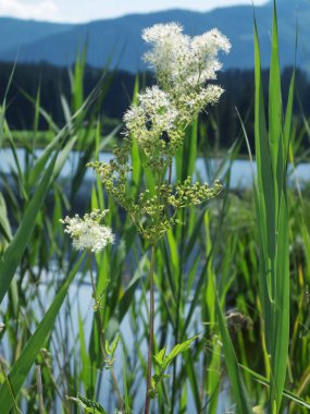 Bavyera 'daki Meadowsweet Bitkisi