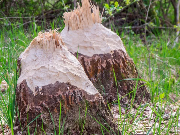 Närbild Två Träd Som Fällts Bävrar Mellan Gräs Utkanten Liten — Stockfoto