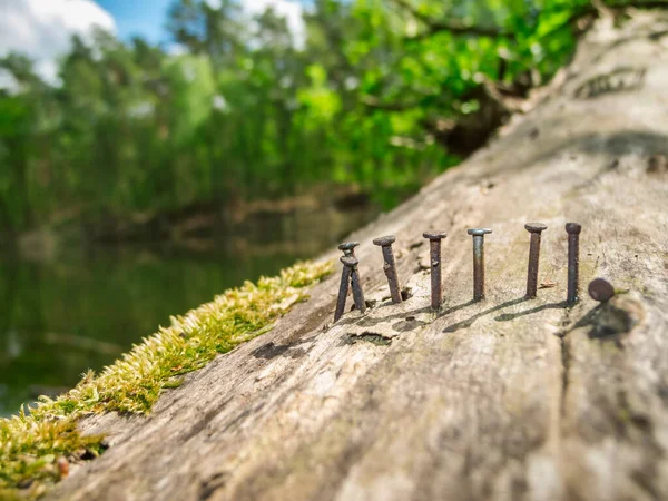 夏の前のブランデンブルクの池で倒木や苔むした木の幹の錆びた釘の閉まり ぼやけて自然な背景 — ストック写真