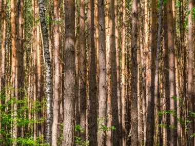 Yoğun bir ağaç gövdesi ve Bavyera / Almanya 'da tek bir huş ağacı bulunan kozalaklı bir ormanda biçimlendirici manzara.