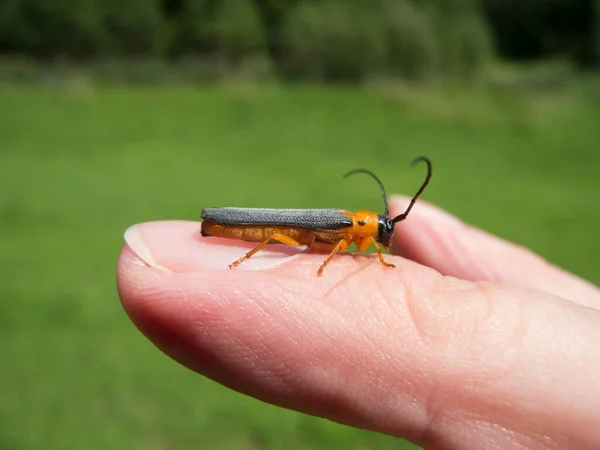 Teljes Hosszúságú Profilkép Egy Közönséges Puha Bogárról Lat Cantharis Fusca — Stock Fotó