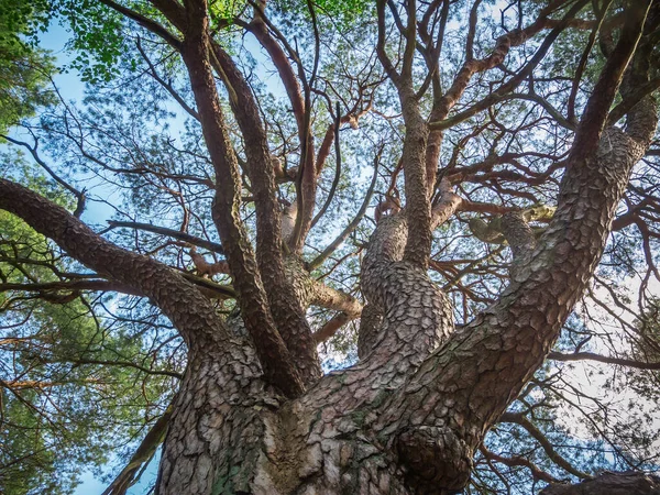 勃兰登堡的一棵枝叶茂密的松树 Lat Pinus 从青蛙的角度来看 在幼树之间的一片森林 白云斑斑 — 图库照片