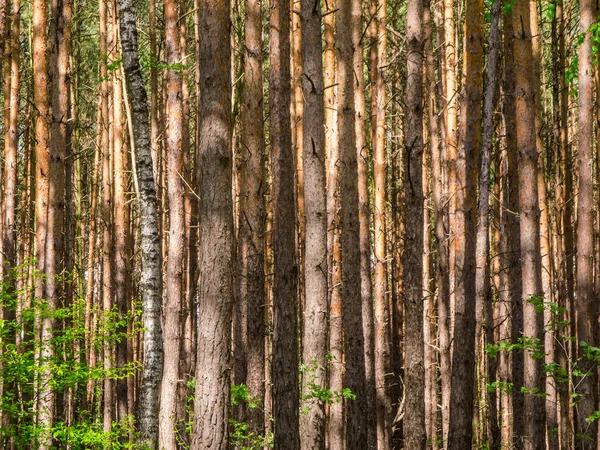 Vista Formato Relleno Bosque Coníferas Con Troncos Árboles Densamente Embalados — Foto de Stock