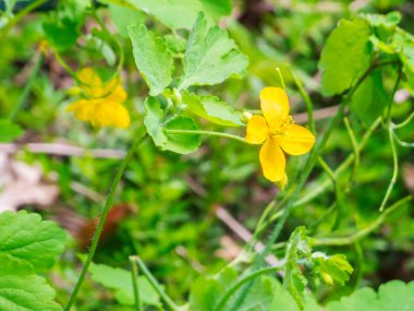 Bu türün diğer bitkileriyle bulanık bir arkaplan önünde tek bir sarı celandin çiçeğine (lat: Chelidonium majus) yakın plan.