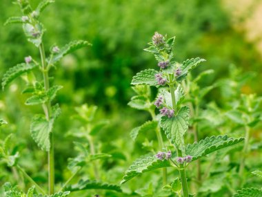 Mor tomurcuklu ölü bir ısırgan otunun diğer ısırgan otlarıyla bulanık bir arka plana yakın plan.