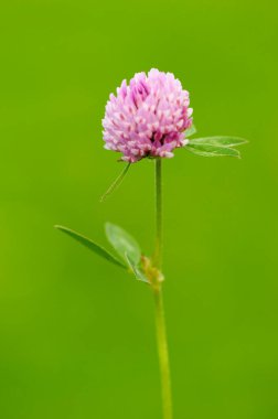 Bulanık, pürüzsüz yeşil bir arkaplana karşı çayırlık yonca sapının (lat: trifolium pratense) yakın plan görüntüsü.