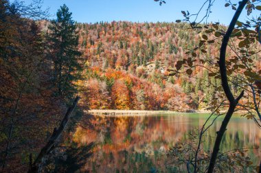 Fuessen kenti yakınlarındaki Bavyera 'daki Alpsee' ye Neuschwanstein Kalesi 'ne bakın. Etrafı, güneş ışığıyla ışıl ışıl sonbahar renkleriyle çevrili..