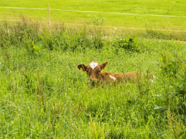 Kahverengi ve beyaz baldırları Bavyera 'daki bir çiftlikteki uzun otların üzerinde uzanır..