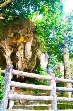 Ormanın güzel manzarası