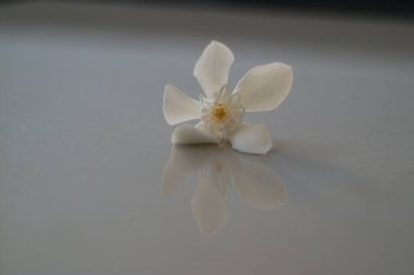 Siyah arka planda beyaz çiçek