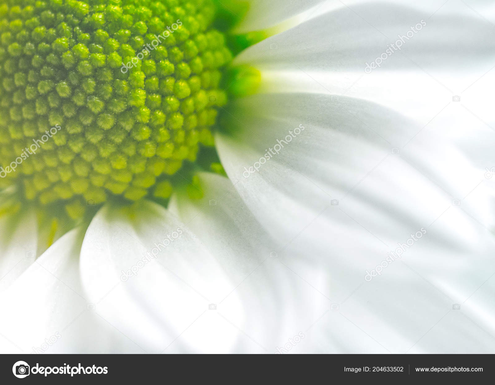 Pictures Beautiful Flower For Desktop Beautiful Flower Macro