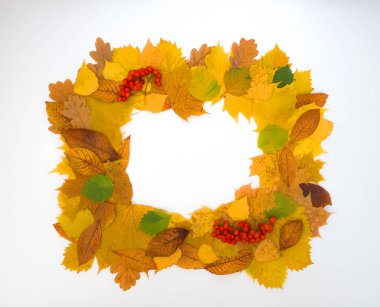 Renkli sonbahar yapraklarının kenarlık çerçevesi beyaz üzerine izole edilmiş