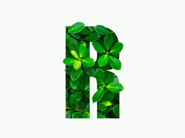 Naturen Konceptet Alfabetet Gröna Löv Alfabetet Bokstaven — Stockfoto