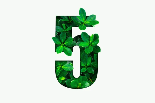Naturen Konceptet Alfabetet Grön Lämnar Nummer Fem Form — Stockfoto