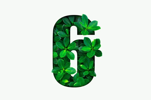 Natureza Conceito Alfabeto Folhas Verdes Número Seis Forma — Fotografia de Stock