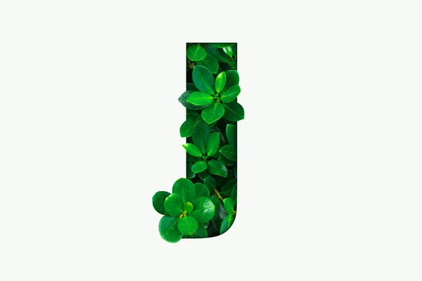 Natuur Alfabet Van Het Concept Van Groene Bladeren Alfabet Letter — Stockfoto
