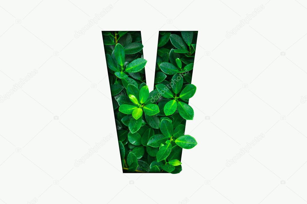 Nature concept alphabet of green leaves in alphabet letter V