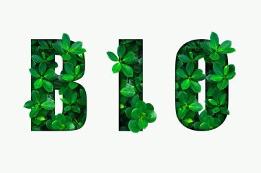  Yeşil yapraklardan Word Bio