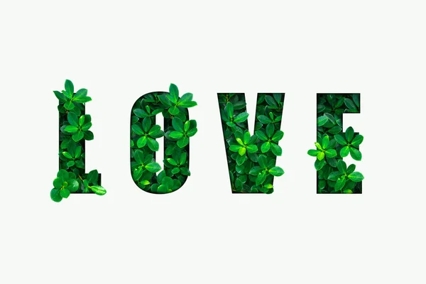 Word Love Green Leaves — Stock Photo, Image