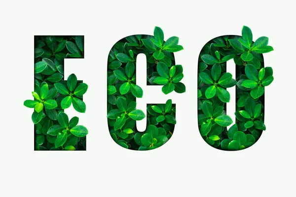 Słowo Eco Zielonych Liści — Zdjęcie stockowe