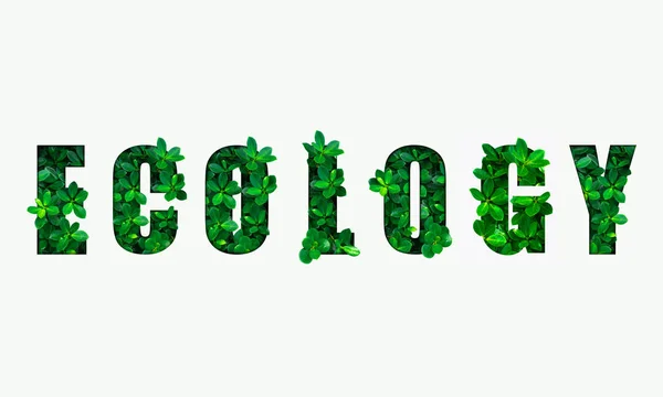 Wort Ökologie Aus Den Grünen Blättern — Stockfoto