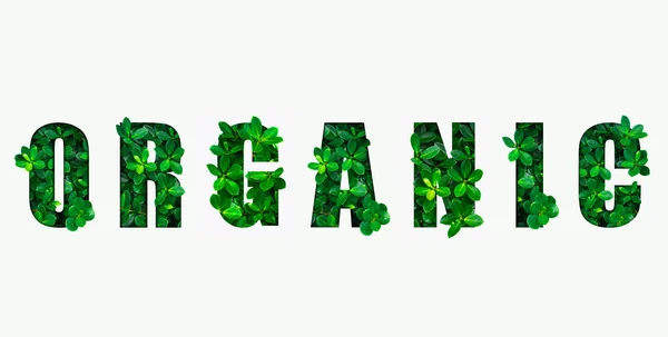 Wort Organisch Aus Grünen Blättern — Stockfoto