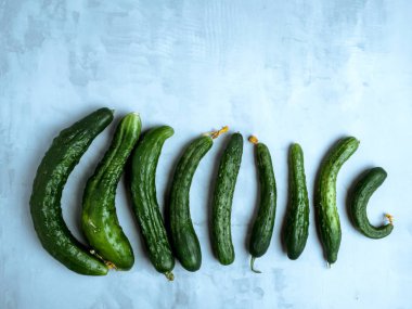 Açık mavi backround trendy çirkin organik salatalık. Sıfır atık kavramı.