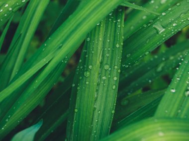 Yağmur damlalarıyla doğal yeşil yapraklar