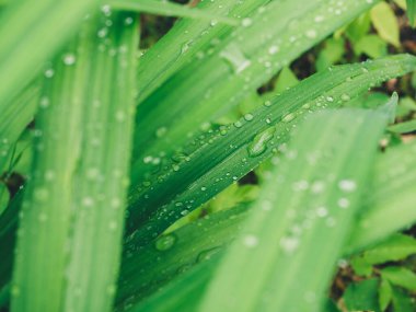 Yağmur damlalarıyla doğal yeşil yapraklar