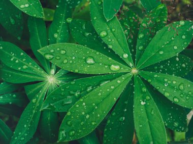 Yağmur damlalarıyla doğal yeşil yapraklar